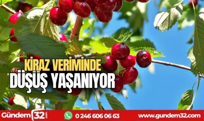 Kiraz veriminde düşüş yaşanıyor