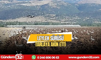 Leylek sürüsü tarlaya akın etti