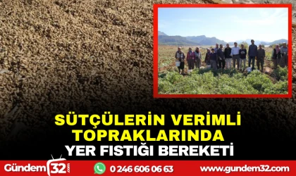 SÜTÇÜLER’İN VERİMLİ TOPRAKLARINDA YER FISTIĞI BEREKETİ