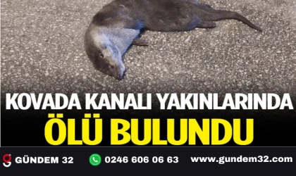 Bir Su Samuru Daha Ölü Bulundu