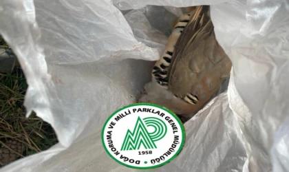 Isparta’da kaçak keklik avladığı tespit edilen avcıya idari ve tazminat cezası