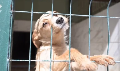 Isparta Belediyesi Hayvan Bakım Merkezi 2 bin 500 köpek ve 350 kediye ev sahipliği yapıyor