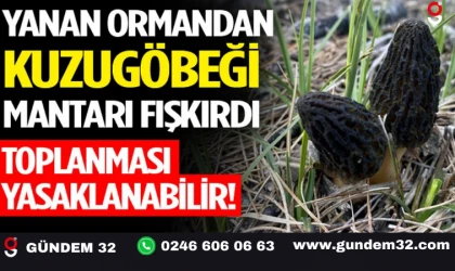 Yanan Ormandan Kuzugöbeği Mantarı Fışkırdı