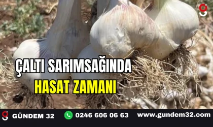 Çaltı Sarımsağında Hasat Zamanı