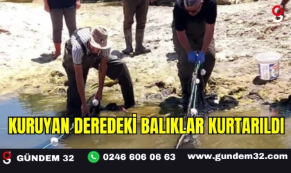 Kuruyan Deredeki Balıklar Kurtarıldı