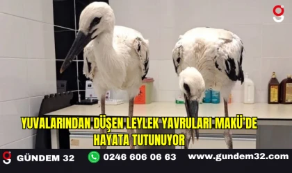 Yuvalarından Düşen Leylek Yavruları MAKÜ’de Hayata Tutunuyor