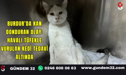 Burdur’da Kan Donduran Olay: Havalı Tüfekle Vurulan Kedi Tedavi Altında