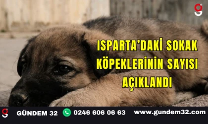 Isparta’daki Sokak Köpeklerinin Sayısı Açıklandı