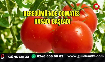 Deregümü’nde Domates Hasadı Başladı