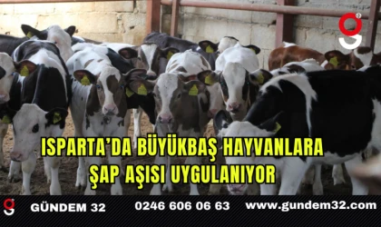 Isparta’da Büyükbaş Hayvanlara Şap Aşısı Uygulanıyor