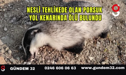 Nesli Tehlikede Olan Porsuk Yol Kenarında Ölü Bulundu
