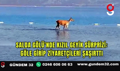 Salda Gölü’nde Kızıl Geyik Sürprizi: Göle Girip Ziyaretçileri Şaşırttı