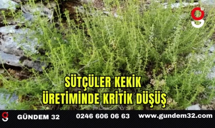 Sütçüler Kekik Üretiminde Kritik Düşüş