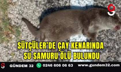 Sütçüler’de Çay Kenarında Su Samuru Ölü Bulundu