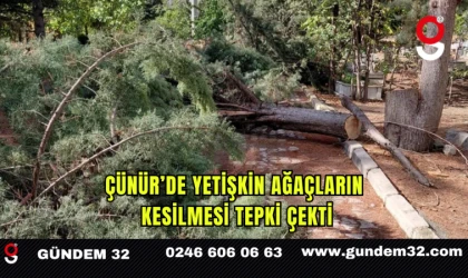 Çünür’de Yetişkin Ağaçların Kesilmesi Tepki Çekti