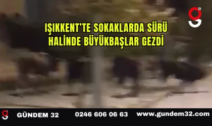 Işıkkent’te Sokaklarda Sürü Halinde Büyükbaşlar Gezdi