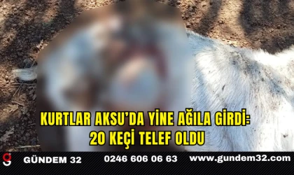 Kurtlar Aksu’da Yine Ağıla Girdi: 20 Keçi Telef Oldu