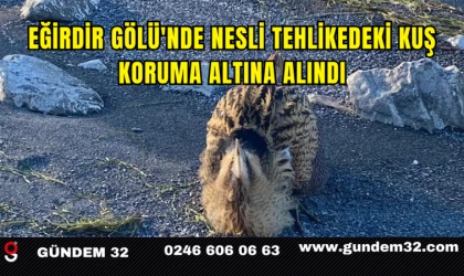 Eğirdir Gölü'nde Nesli Tehlikedeki Kuş Koruma Altına Alındı