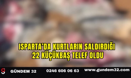 Kurtların saldırdığı 22 küçükbaş telef oldu