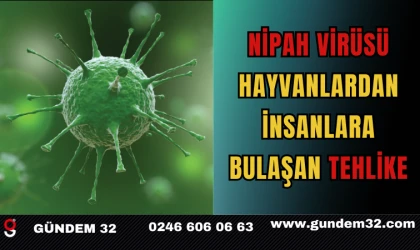 Nipah Virüsü: Hayvanlardan İnsanlara Bulaşan Tehlike