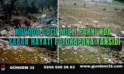 Kovada Gölü Milli Parkı'nda Yaban Hayatı Fotokapana Yansıdı