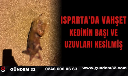 ISPARTA'DA VAHŞET KEDİNİN BAŞI VE UZUVLARI KESİLMİŞ
