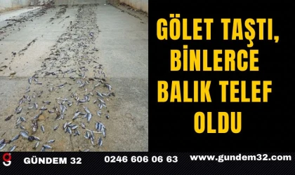 Gölet Taştı, Binlerce Balık Telef Oldu
