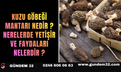 Kuzu Göbeği Mantarı Nedir? Nerelerde Yetişir ve Faydaları Nelerdir?