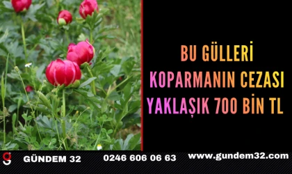 Bu Gülleri Koparmanın Cezası Yaklaşık 700 Bin TL