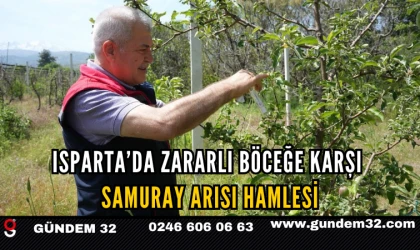 Isparta’da Zararlı Böceğe Karşı Samuray Arısı Hamlesi