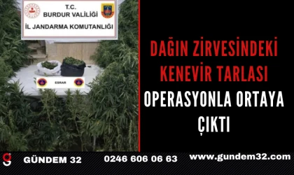 Dağın Zirvesindeki Kenevir Tarlası Operasyonla Ortaya Çıktı