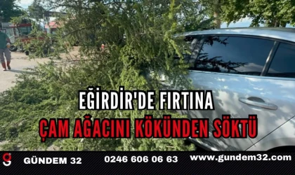 Eğirdir'de fırtına çam ağacını kökünden söktü