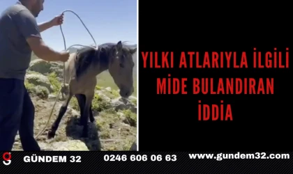 Yılkı Atlarıyla İlgili Mide Bulandıran İddia
