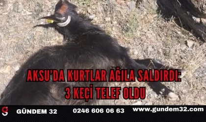 Aksu’da Kurtlar Ağıla Saldırdı: 3 Keçi Telef Oldu