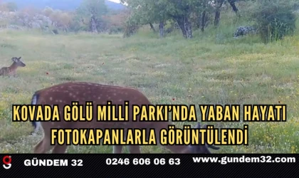 Kovada Gölü Milli Parkı’nda Yaban Hayatı Fotokapanlarla Görüntülendi