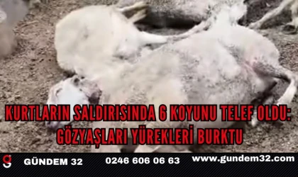 KURTLARIN SALDIRISINDA 6 KOYUNU TELEF OLDU: GÖZYAŞLARI YÜREKLERİ BURKTU