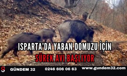 Isparta’da Yaban Domuzu İçin Sürek Avı Başlıyor